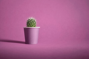 Closeup shot of cute little cactus in purple pot on purple background 