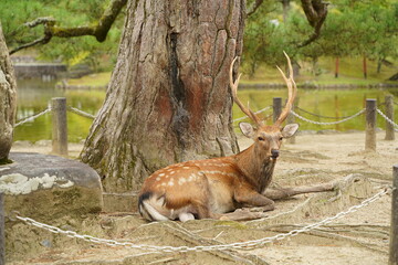 鹿、奈良の鹿、バンビ、沢山の鹿、動物、放し飼い、神の使い、奈良公園、春日大社、かすが、神社、境内、道、参道、シカ、しか、観光地、鹿せんべい、餌付け、エサ、大群、可愛い、観光、春日大社、かすがたいしゃ、Kasugataisha、Shrine、奈良、奈良県、神社、式内社、名神大社、春日社、ユネスコ、世界遺産、古都奈良の文化財、奈良時代、白鹿、鹿、アウトドア、旅行、参拝、神聖、厳粛、歴史、石、参道、日本