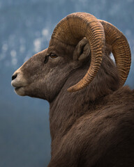 Close-up shot of a charismatic goat looking off into the distance without any sign of fear. The...