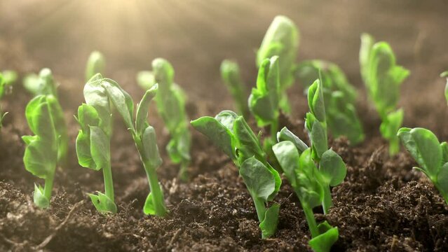 Nature soil green plant growing agriculture seed time lapse garden salad spring