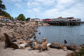 Monterey, USA, September 20, 2022. Sea lions and seals on rocks and colorful wooden houses on piles with fisherman's wharf by Monterey bay with cloudy sky in background