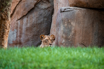Lioness head amidst lush plants and rocky mountain at San Diego Safari Park