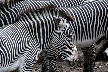 Fototapeta na wymiar Full frame shot of zebras standing at San Diego Safari Park