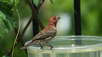 Male finch looking for water in mid summer in a vegetable garden.