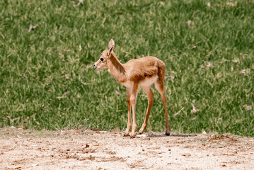 Springbok calf standing on field at San Diego Safari Park during sunny day