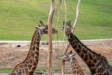 Giraffes and calf eating twigs of tree on field at San Diego Safari Park