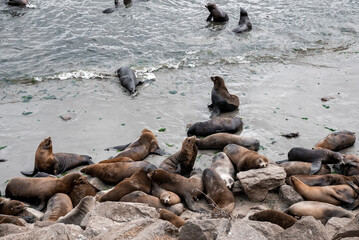 High angle view of brown herd of sea lions lying on each other at rocky coastline and swimming in sea at Monterey bay