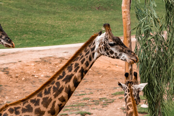 Giraffe eating leaves of tree with calf on field at San Diego Safari Park