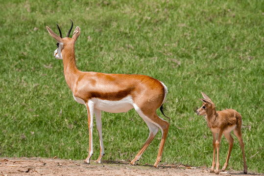 Side View Of Springbok With Calf At San Diego Safari Park During Sunny Day