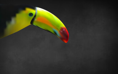 Toucan illustration based on mesh colors gray background