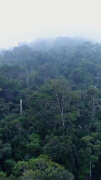 Vertical video of Drone footage of the Bokor National Park near Kampot, Cambodia. The camera is showing the untouched forest covering the hills of the Bokor National Park and is going up over the tree