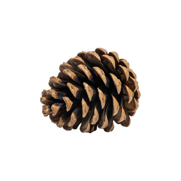 Small pine cone to decorate the Christmas tree, isolated on a transparent background. Large pine cone.