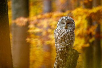 Owl in autumn. Ural owl, Strix uralensis, perched on mossy rotten stump in colorful beech forest. Beautiful grey owl in orange leaves. Fall in wildlife nature. Nocturnal bird of prey in habitat.