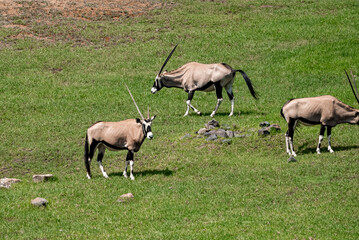 Gemsboks standing on green field at San Diego Safari Park during sunny day