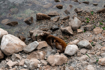 High angle view of brown sea lion lying and resting on rocky coastlines by sea at Monterey bay