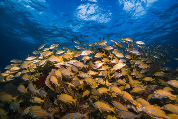 Fototapeta na wymiar Reef coral with yellow school of fish swimming in blue ocean.