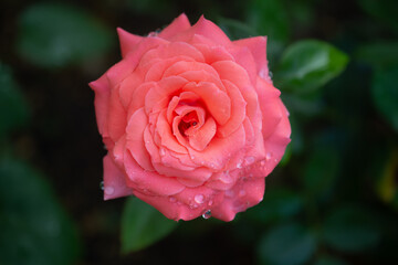 Beautifully blooming pink rose with waterdrops in garden after rain 