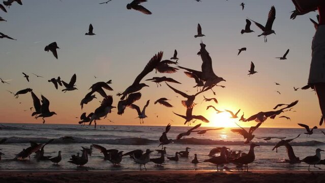 Seagull birds flying on the beach at sunset
