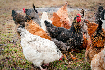 Chickens and rooster feed in a rural barnyard field. Chicks huddle in eco-farm pasture. poultry