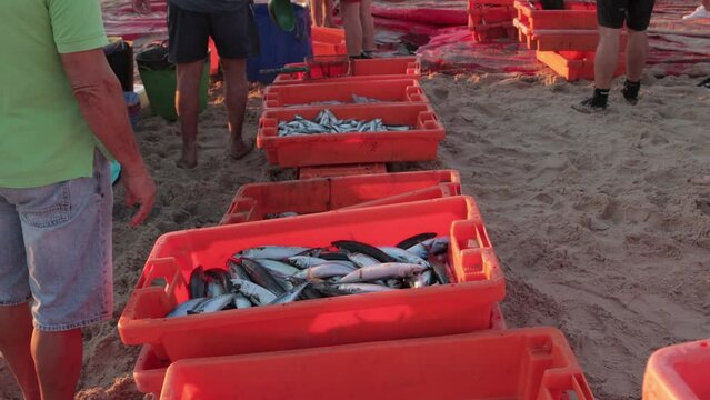 People pack caught fish in bags on the beach