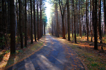 Tall Pines Area, Walnut Woods Metro Park, Groveport, Ohio