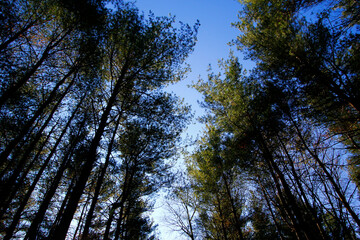 Obraz premium Tall Pines Area, Walnut Woods Metro Park, Groveport, Ohio