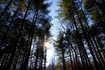 Tall Pines Area, Walnut Woods Metro Park, Groveport, Ohio