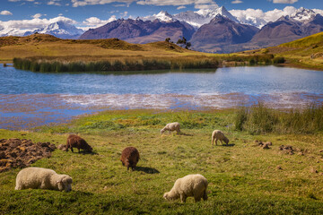 Wilcacocha lake and sheeps in Cordillera Blanca, snowcapped Andes, Ancash, Peru