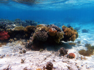 sea scape, aquascape, seascape, aquaworld, into the blue, undersea, life, sealebrate,...