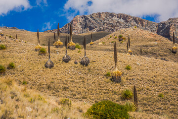 Puya de Raimondi Field and Valley of Carpa, Cordillera Blanca, Andes, Peru