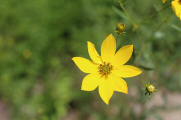 Closeup of a woodland sunflower bloom at Tallulah Gorge State Park in Georgia