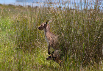 Kangaroo is hiding in the grass on the shore of the lake. Australian wildlife
