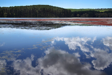 Landscape with a lake, sky and clouds reflection in the water on the foreground, red water plants are colouring the lake 