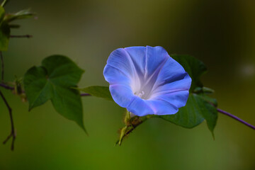 Wild Japanese morning glory flowers (Ipomoea nil) is a species of Ipomoea morning glory known by...
