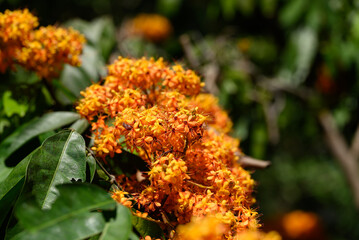 Orange flowers (Ashoka tree) blooming in ornamental garden