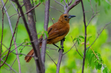 robin on a branch