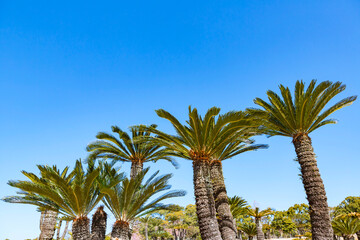 ソテツ　吉野公園
