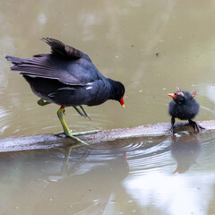 Nome Científico:
Gallinula galeata
English name:
Common Gallinule
Nome em português:
Galinha-d'água ou Jaçanã