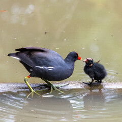 Nome Científico:
Gallinula galeata
English name:
Common Gallinule
Nome em português:
Galinha-d'água ou Jaçanã