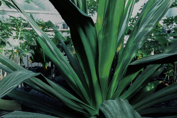 American aloe with beautiful leaves growing outdoors, closeup. Tropical plant