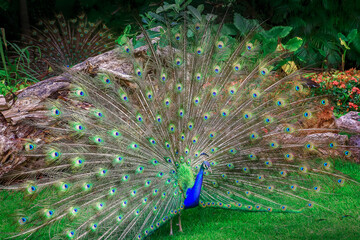 Obraz premium Beautiful blue male Peacock with feathers fanned out