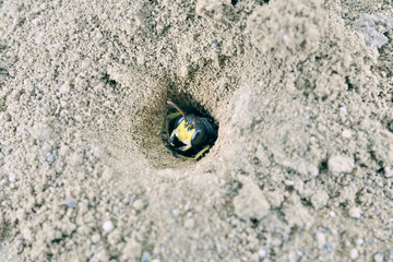 ツチスガリの巣（北海道・大雪山）
