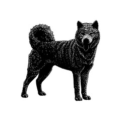 Ainu dog hand drawing vector illustration isolated on background.