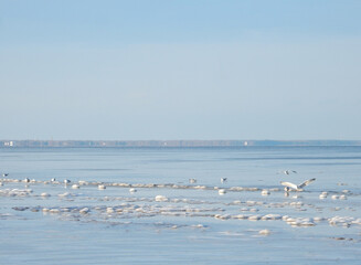 seagulls and snow on winter baltic sea