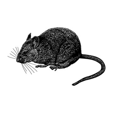 Eastern Woodrat hand drawing vector illustration isolated on background.