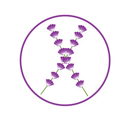 lavender simple illustration clip art vector