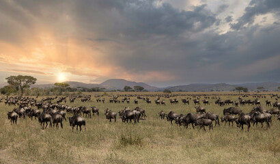 Serenegti National Park Migration, Tanzania - obrazy, fototapety, plakaty