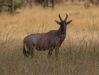 Topi Serengeti National Park Migration, Tanzania