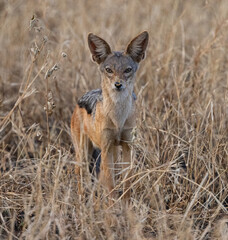Jackal Serengeti National Park Migration, Tanzania
