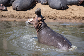 Hippo Yawning Serengeti National Park Migration, Tanzania